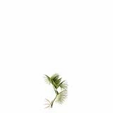 Chrysalidocarpus_Lutescens_SmallD4