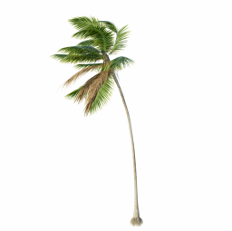 Cocos-Nucifera_Medium_Windy01