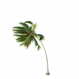 Cocos-Nucifera_Medium_Windy02