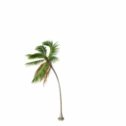 Cocos-Nucifera_Medium_Windy03