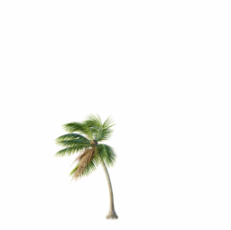 Cocos-Nucifera_Medium_Windy04