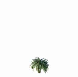 Cycas_Revoluta_Palmfarn_Tree01.001