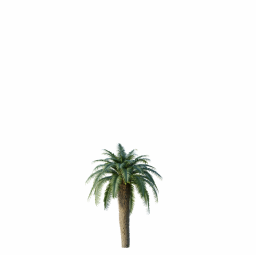 Cycas_Revoluta_Palmfarn_Tree02.001