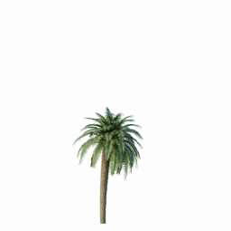 Cycas_Revoluta_Palmfarn_Tree03.001