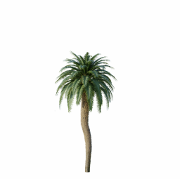 Cycas_Revoluta_Palmfarn_Tree04.001