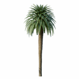 Cycas_Revoluta_Palmfarn_Tree05.001