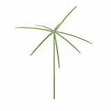 Fytowall-Cone small grass_001