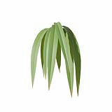 Fytowall-Grass04
