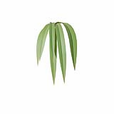 Fytowall-Grass05