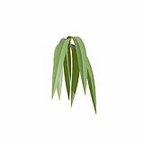 Fytowall-Grass06