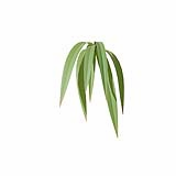 Fytowall-Grass07