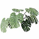 Fytowall-Monstera001