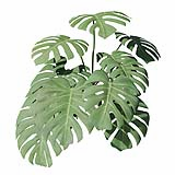 Fytowall-Monstera003