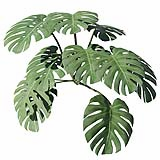 Fytowall-Monstera004