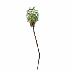 Mexican Fan Palm Washingtonia Robusta 12,7m