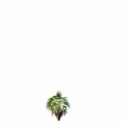 Mexican Fan Palm Washingtonia Robusta 3,5m