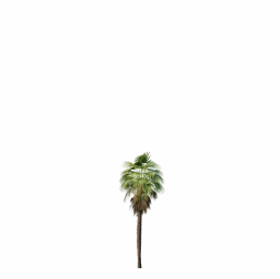 Mexican Fan Palm Washingtonia Robusta 6m