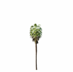 Mexican Fan Palm Washingtonia Robusta 9,4m