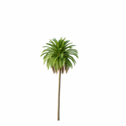 Phoenix_Canariensis02