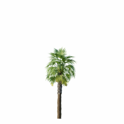 Sabal Palmetto Cabbage Palm Tree 8,4m