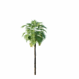 Sabal Palmetto Cabbage Palm Tree2 10,2m