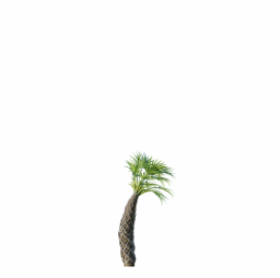 Sabal Palmetto Cabbage Palm Tree3 6,05m