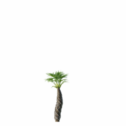 Sabal Palmetto Cabbage Palm Tree4 6,04m
