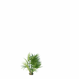 Sabal Palmetto Cabbage Palm Tree5 4,3m