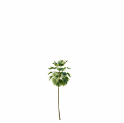 Saribus_Rotundifolius01