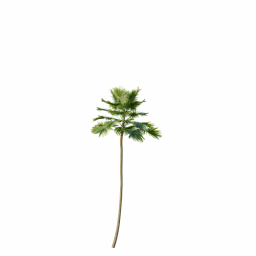 Saribus_Rotundifolius03