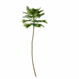 Saribus_Rotundifolius04
