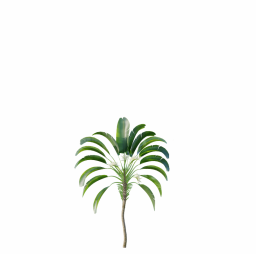 Strelitzia_Nicolai_Medium