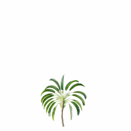 Strelitzia_Nicolai_Medium02