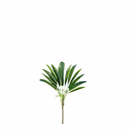 Strelitzia_Nicolai_Medium03