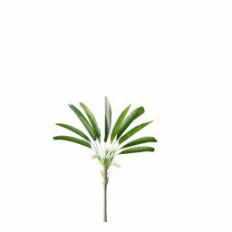 Strelitzia_Nicolai_Medium04