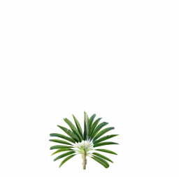 Strelitzia_Nicolai_Medium05