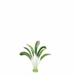 Strelitzia_Nicolai_Small