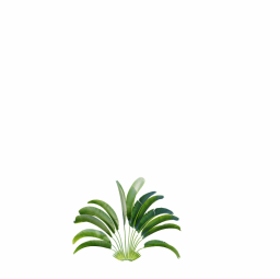 Strelitzia_Nicolai_Small02