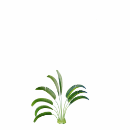 Strelitzia_Nicolai_Small03