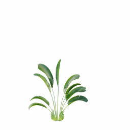 Strelitzia_Nicolai_Small04