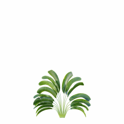 Strelitzia_Nicolai_Small05