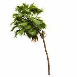 Acoelorrhaphe_Wrightii_(5.4m)