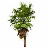 Acoelorrhaphe_Wrightii_(5m)