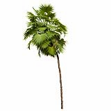 Acoelorrhaphe_Wrightii_(6.75m)