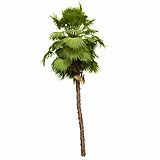 Acoelorrhaphe_Wrightii_(6.7m)