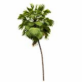 Acoelorrhaphe_Wrightii_(7.05m)