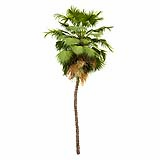 Acoelorrhaphe_Wrightii_(7.4m)