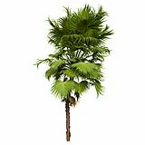 Acoelorrhaphe_Wrightii_(8.8m)