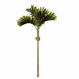 Areca-Catechu_(10.1m)