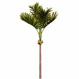 Areca-Catechu_(8.8m)